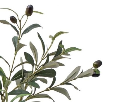 Hand-illustrated olive branch with olives against a cream field